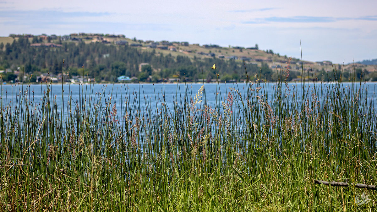 Liberty Lake from the park