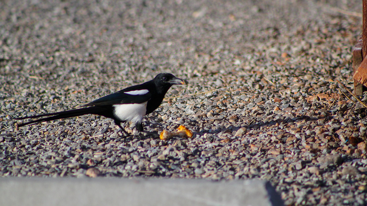 True Legends bird eating bird
