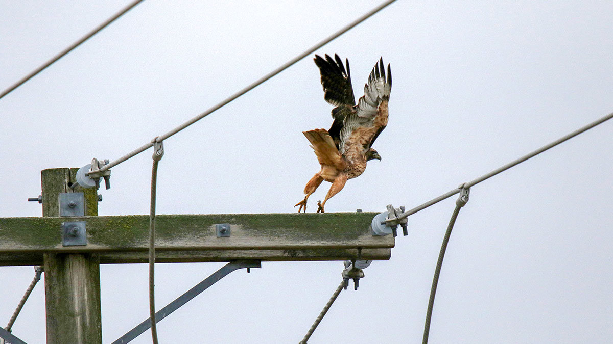 hawk on Appleway