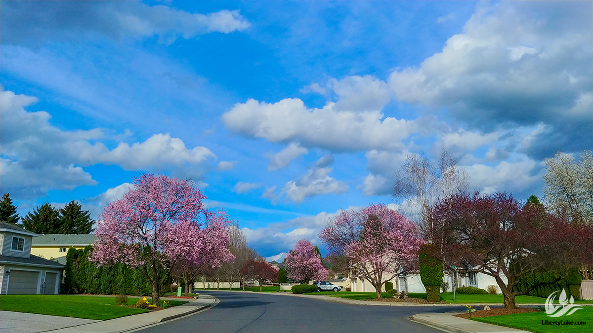 Settler Drive in Liberty Lake in April